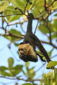 Drucke von Weißgesichtiger Kapuziner-Makakei (Cebus capucinus). Heimat ist Zentralamerika. Roatan, Inseln der Karibik-Halbinsel in Honduras Capucinus Drucke: Weißgesichtiger Kapuziner-Makake (Cebus capucinus). Heimisch in Zentralamerika. Roatán