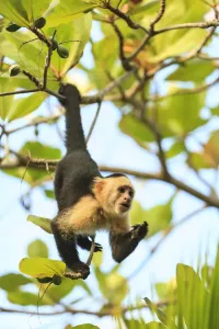 Weißgesichtiger Kapuziner-Makake (Cebus capucinus), ursprünglich aus Zentralamerika, lebt auf der Insel Roatan