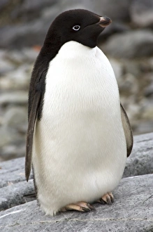 Antarktis Antarktis