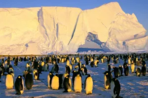 Weddell Sea Antarctica Drucke: Antarctica, Antarctic