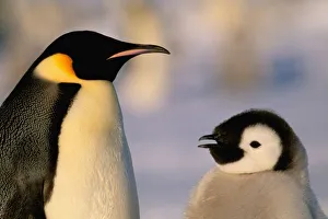 Emperor Penguins In Antarctica Drucke: Antarctica, Australian