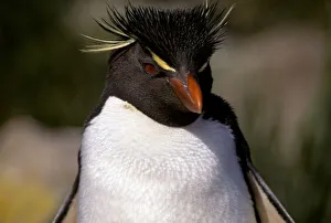 Antarctic Landscape Images Drucke: Antarctica, Sub-Antarctic