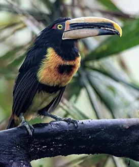 Tropical Rainforest Wildlife Images Drucke: Aracari in the Cloud Forest has a huge bill