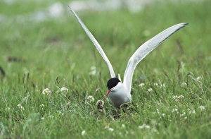 Arctic Tern Norway Drucke: Arctic Tern, Sterna paradisaea, adult on nest feeding young, Nesseby, Norway