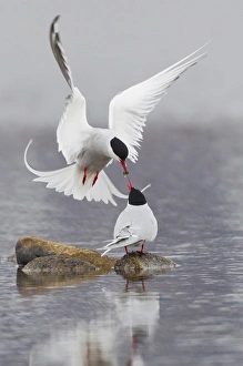 Seward Peninsula Wildlife Drucke: Arctic Terns, courtship
