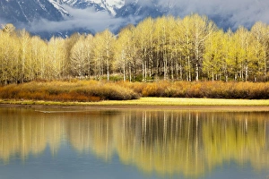 Grand Teton Scenic Views Drucke: Aspen stand and reflection in early spring, Grand Teton National Park, Wyoming
