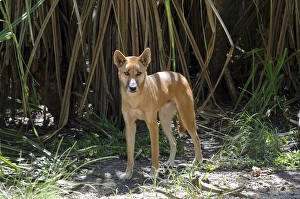 Australien, Nordterritorium, Darwin; Territorialwildpark