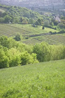 Österreich - Wien (Grinzing): Blick auf die Weingüter von Grinzing