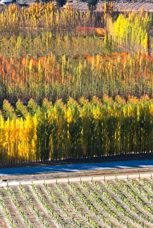 Poplar Trees In Autumn Drucke: Autumn Colours, Mt Difficulty Vineyard, Bannockburn, Central Otago