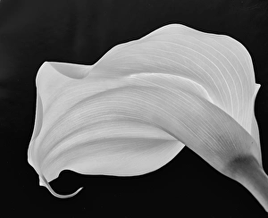 Abstract Floral Art Drucke: Backlit Calla Lily