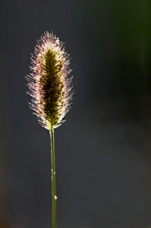 Backlighting In Nature Photos Drucke: Backlit grass