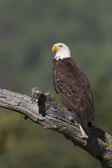 American Raptor Photography Drucke: Bald Eagle