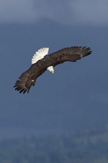 Ken Archer Wildlife Photos Drucke: Bald Eagle Diving