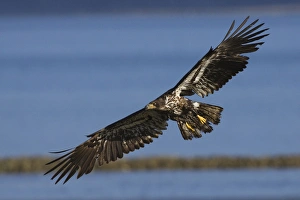 Ken Archer Wildlife Photos Drucke: Bald Eagle in Flight, immature