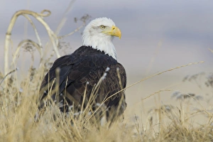American Bald Eagle Pictures Drucke: Bald Eagle on the ground