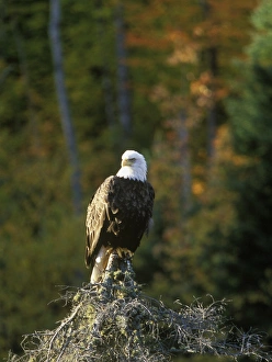 Bald Eagle Photography Drucke: Bald Eagle in UP Michigan