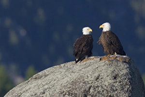 Ken Archer Wildlife Photos Drucke: Bald Eagle Pair