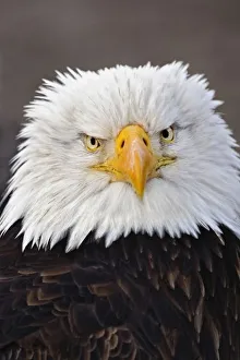 Bird Of Prey Portraits Drucke: Bald Eagle Portrait, Bald Eagle in flight, Homer, Alaska, Haliaetus leucocephalus