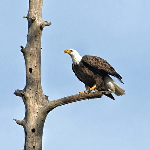 Bald Eagle Images Drucke: A Bald Eagle prepares to leap into flight