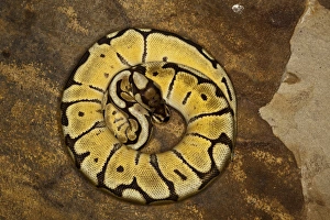 Python Regiusball-Python-Morph