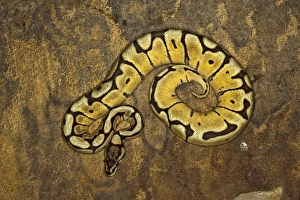Python Ballmuster (Königssnake)