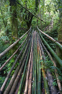 No People Outdoors Photography Drucke: Bamboo bridge in the interior leading to millenium cave, Island of Espiritu Santo