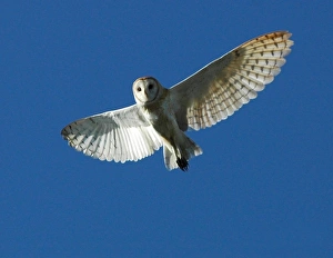 Nocturnal Birds Drucke: Barn Owl in Daytime Flight