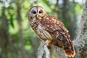 Drucke von Bartgeier (Strix varia), erwachsene Tiere im alten Wachstumswald östlich von Texas mit spanischem Moos, Kaddo-See, Frühjahr in den USA Streifenkauz Drucke: Bartgeier (Strix barbata)