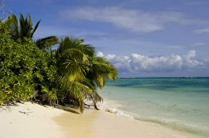 Caribbean Coastlines Drucke: Beach at Des Roches