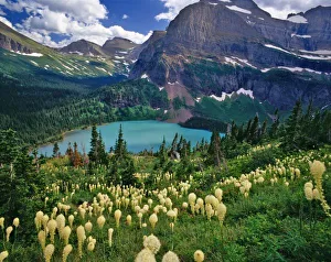 Glacier National Park Landscape Drucke: Beargrass above