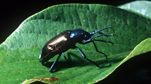 South America Insects Drucke: Beetle, Argentina