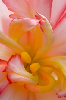 Pink Flower Close Up Drucke: Begonia close-up pattern