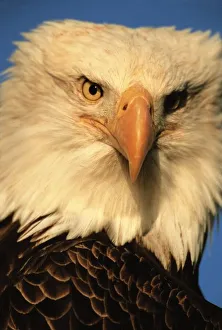 Bald Eagle Photography Drucke: Bird of Prey, Bald