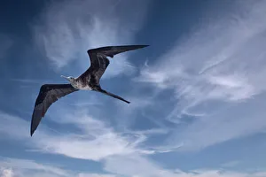 Vogel segelt über ein Schiff im Galapagos