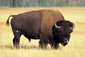Bison Drucke: Bison, Bisons bison