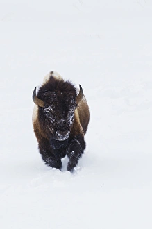 Yellow Stone National Park Animals Drucke: Bison Bull