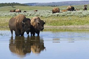 Yellowstone Bison Drucke: Bison Herd