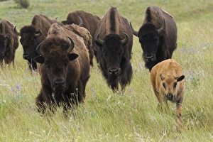 National Wildlife Refuge Drucke: Bison Herd with calf