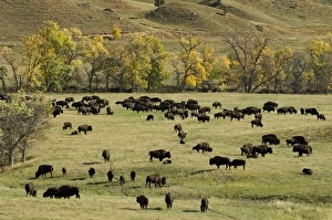Bison In The Wild Drucke: Bison Roundup, Custer State Park, Black Hills, South Dakota, USA