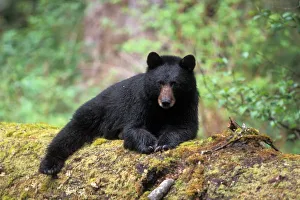 Olympic National Park Wildlife Drucke: Black bear on an