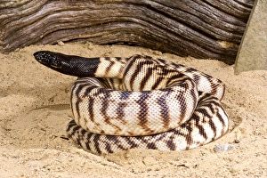 Drucke von Schädelpython, Aspidites melanocephalus ist in Australien ursprünglich vorkommend Melanocephalus Drucke: Schwarzkopf-Natternschlange, Aspidites melanocephalus, ursprünglich aus Australien