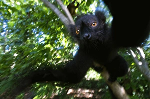 Tropical Rainforest Creatures Drucke: Black Lemur (Eulemur macaco macaco), male and female, Lokobe Nature Special Reserve
