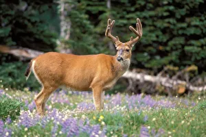 Olympic Peninsula Nature Drucke: Black-tailed deer
