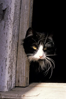 Animal Photography Images Drucke: Black and white cat