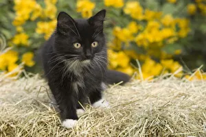 Hay Bale Photography Drucke: Black & white short-haired