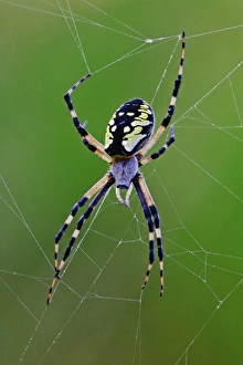 Drucke von Schwarze und gelbe Arane aus der Familie der Eulenmisten (Argiope) im Web. In Rockport im Bundesstaat Maine lebt die Art Arane argiope australis Bilder Datiert 2005 August: Schwarze und gelbe Arane aus dem Spinnennetz