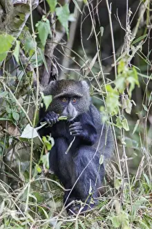 Drucke von Blauer Mandelaffe (Cercopithecus mitis) kauerte sich zwischen den Zweigen zu essen und sah gleichzeitig auf die Kamera hinab, Natioanlparc Aruschia in Tansania Blauer Affe Drucke: Blauer Mandelaffe (Cercopithecus mitis) kauerte sich zwischen den Zweigen