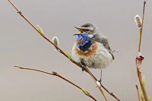 Ken Archer Photographer Drucke: Bluethroat Singing