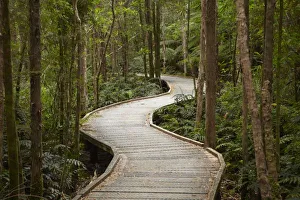 Tasmanian Wilderness Walks Drucke: Boardwalk to Nelson