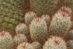 Close Up Cactus Photos Drucke: Bombasina Bombshell cactus